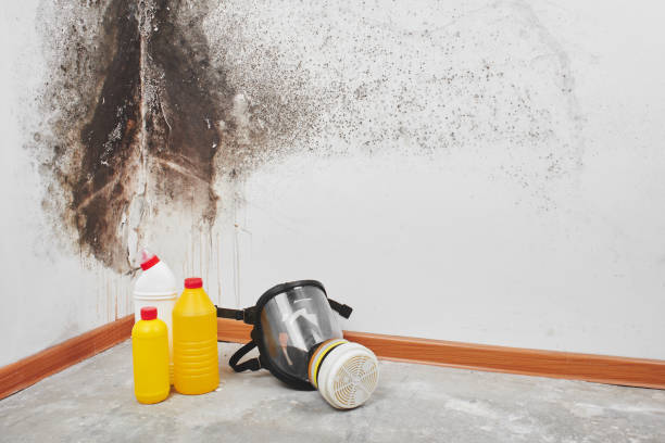 Best Residential Mold Removal  in Winder, GA