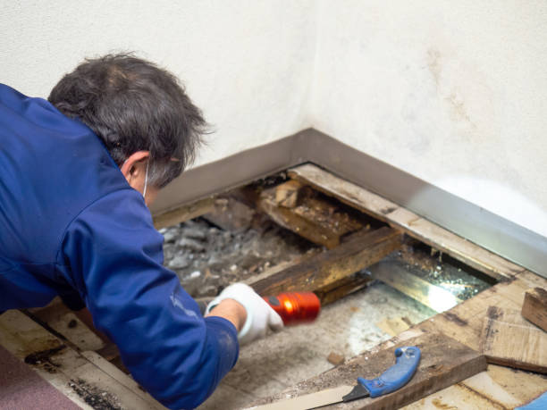 Best Commercial Mold Removal  in Winder, GA