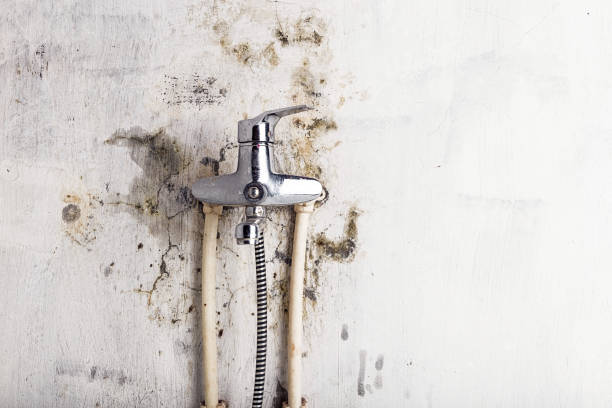 Best Office Mold Removal Services  in Winder, GA