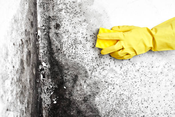 Best Mold Testing  in Winder, GA