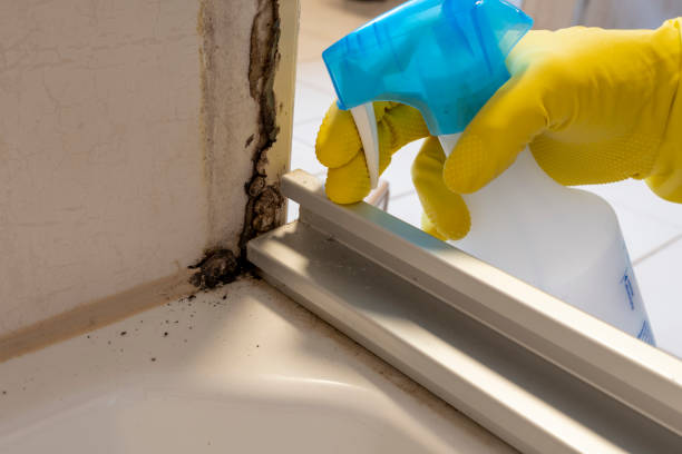 Best Fast Mold Removal  in Winder, GA