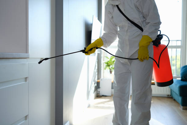 Attic Mold Removal in Winder, GA