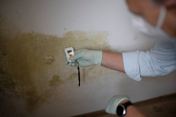Best Commercial Mold Removal  in Winder, GA
