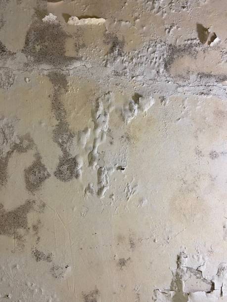 Best Attic Mold Removal  in Winder, GA