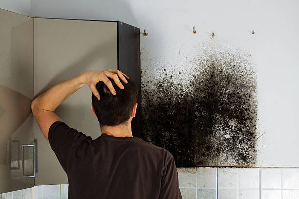 Best Mold Damage Repair  in Winder, GA