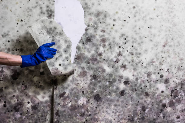 Best Mold Cleaning Services  in Winder, GA